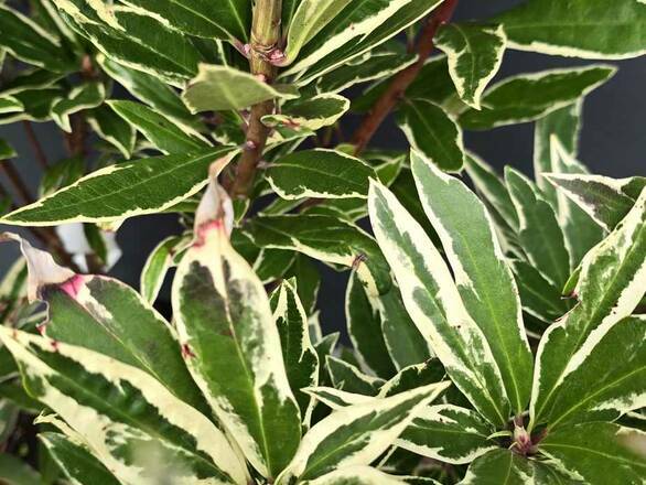 Różanecznik 'Rhododendron' Variegatum - zdjęcie główne