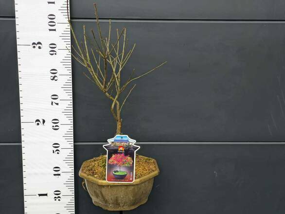  Dąb  'Quercus palustris'  Błotny Green Dwarf Bonsai     - zdjęcie główne