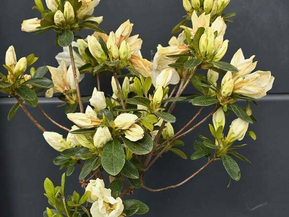  Azalia Japońska  'Rhododendron japonicum' Biała na Pniu   - zdjęcie główne