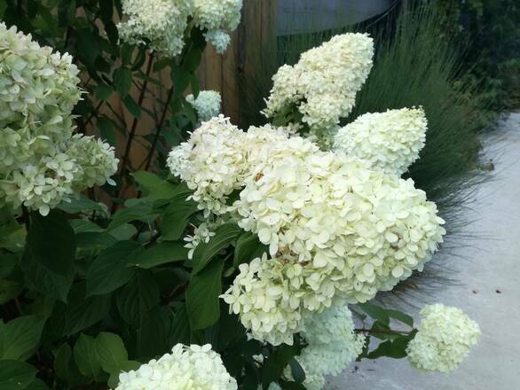 Hortensja Bukietowa 'Hydrangea panikulata' Biała Mega Stożek Sadzonka XXL - zdjęcie główne