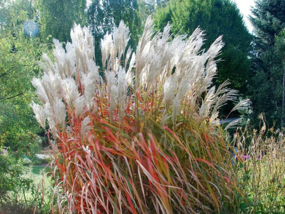  Miskant Chiński 'Miscanthus' Rosi  - zdjęcie główne