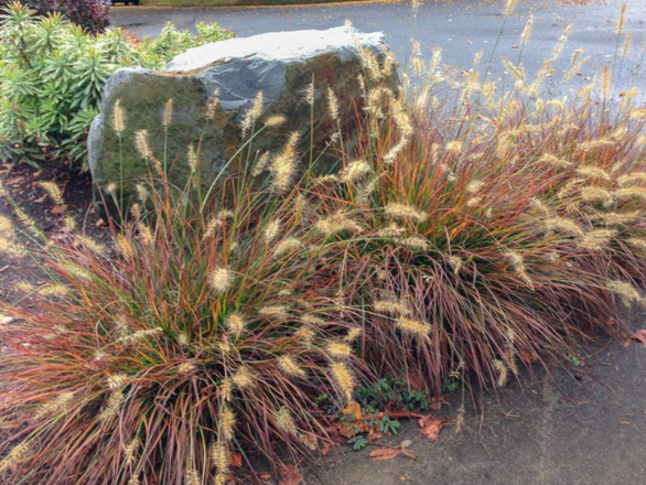 Rozplenica 'Pennisetum Alopecuroides' Burgundy Banny - zdjęcie główne