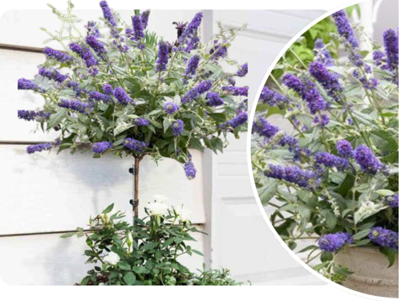  Budleja 'Buddleja daviddi ' na Pniu 
