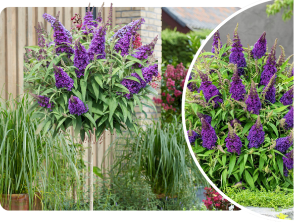 Budleja 'Buddleja daviddi ' na Pniu Fioletowa - zdjęcie główne