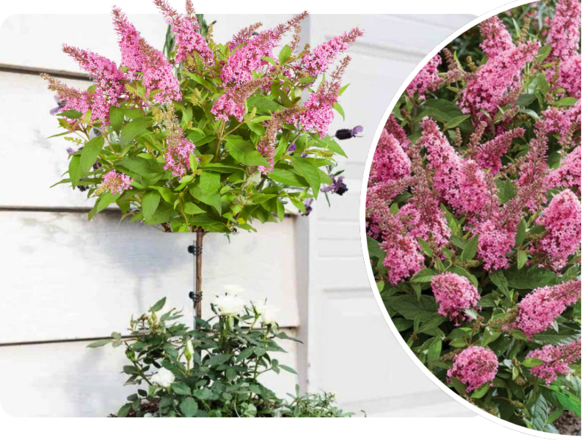 Budleja 'Buddleja daviddi ' na Pniu