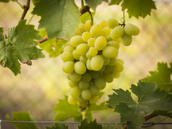  Winorośl 'Vitis' A1004  - zdjęcie główne