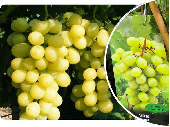  Winorośl 'Vitis' Baliet - zdjęcie główne