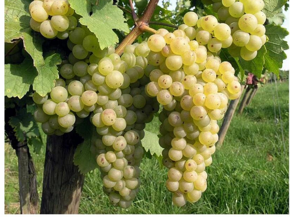  Winorośl 'Vitis' Chrupka Złota - zdjęcie główne
