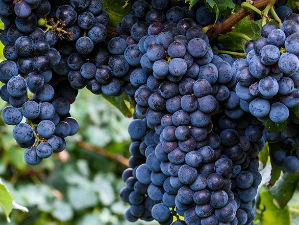 Winorośl 'Vitis' Isabella - zdjęcie główne