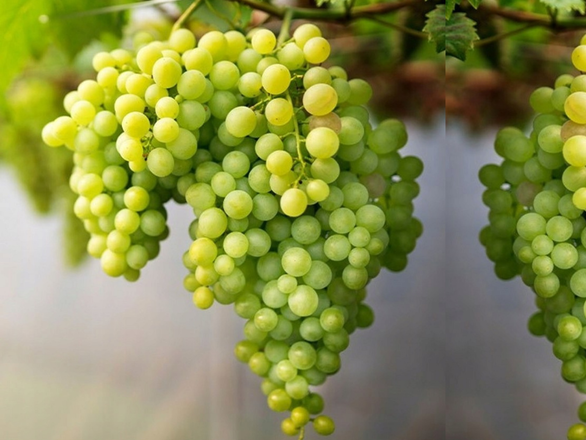  Winorośl 'Vitis' Kiszmisz - zdjęcie główne