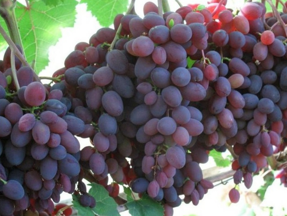  Winorośl 'Vitis' Kiszmisz Zaporoski - zdjęcie główne