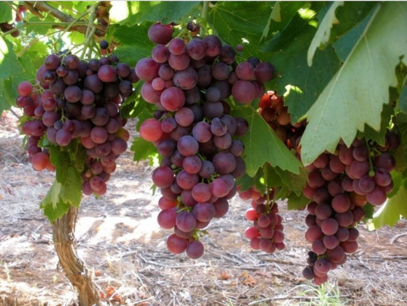  Winorośl 'Vitis' Liux - zdjęcie główne