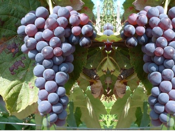  Winorośl 'Vitis' Stella - zdjęcie główne