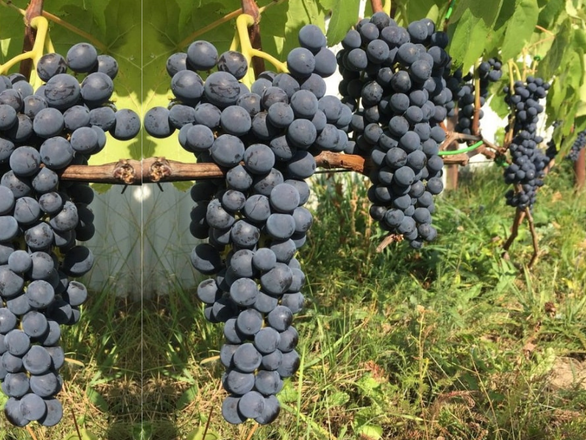  Winorośl 'Vitis' Venus - zdjęcie główne