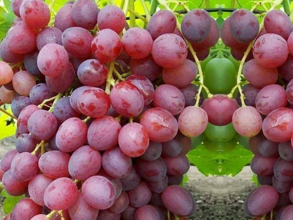  Winorośl 'Vitis' Wiktoria 5 - zdjęcie główne