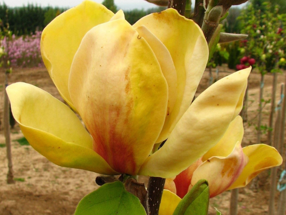  Magnolia Sunsation - zdjęcie główne