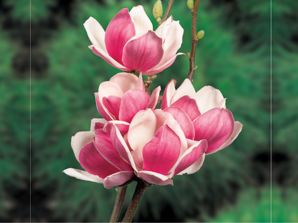  Magnolia  Satisfaction - zdjęcie główne