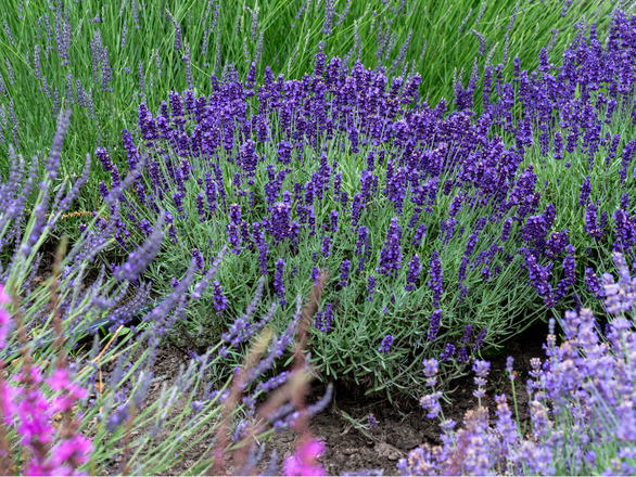 Lawenda 'Lavandula' ''Heidale blue' - zdjęcie główne