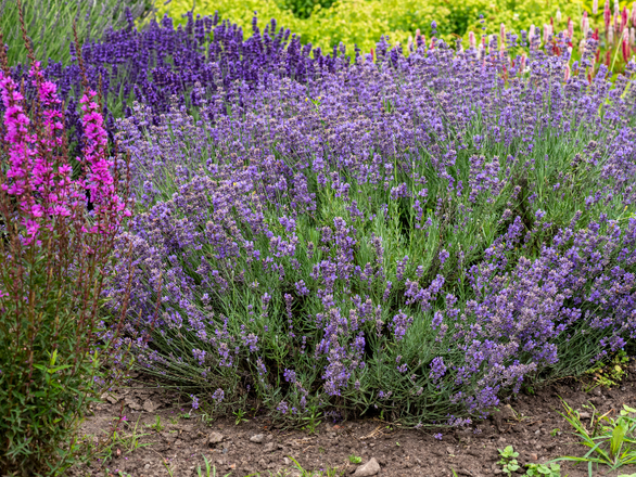  Lawenda 'Lavandula'  Munstead strain - zdjęcie główne