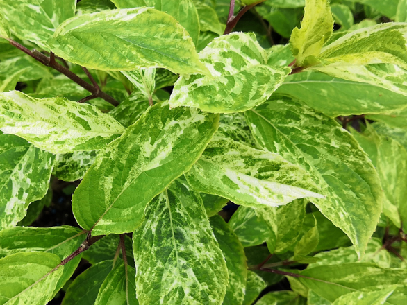  Hortensja Bukietowa 'Hydrangea panikulata' Shikoku Flash - zdjęcie główne