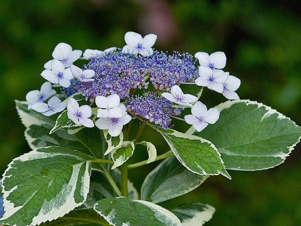  Hortensja Ogrodowa 'Hydrangea macrophylla' Maculata - zdjęcie główne