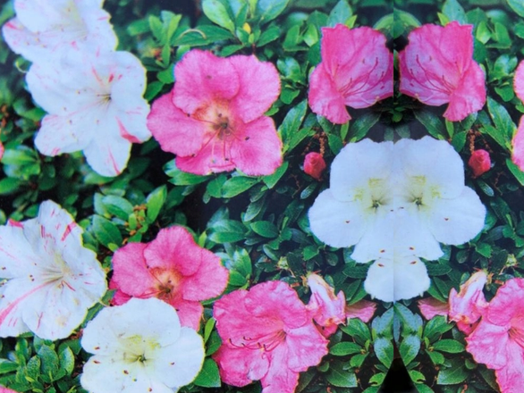  Azalia Japońska  'Rhododendron japonicum' yuka - zdjęcie główne
