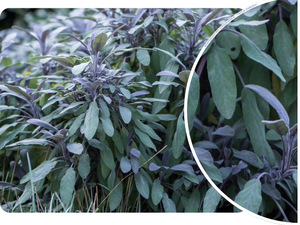  Szałwia 'Salvia officinalis' Purpurascens - zdjęcie główne
