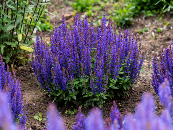 Szałwia 'Salvia officinalis' blue Bouguetta PBR - zdjęcie główne