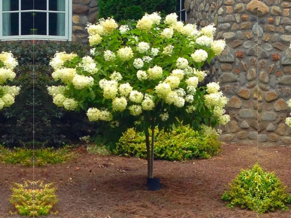 Hortensja Na Pniu 'Hydrangea panikulata' Limelight mogiel - zdjęcie główne
