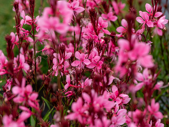 Gaura baby butterfly dark pink - zdjęcie główne