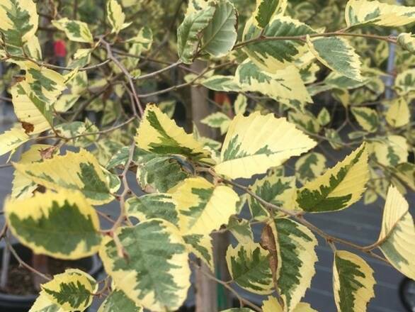 Brzoza Szczepiona Na Pniu 'Betula pendula'  Dwukolorowa - zdjęcie główne