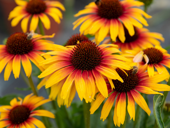 Jeżówka 'Echinacea' parrot - zdjęcie główne