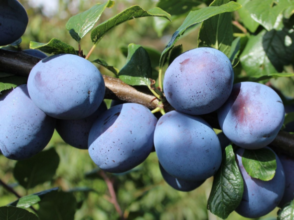  Śliwa kolumnowa 'Prunus' Top Hit Z Donicy - zdjęcie główne