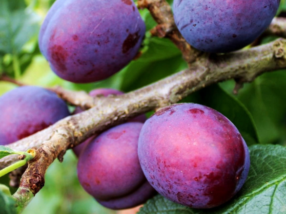 Śliwa kolumnowa 'Prunus' Herman Z Donicy - zdjęcie główne