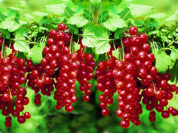 Porzeczka Krzaczasta Czerwona 'Ribes rubrum' Rondom Z Donicy - zdjęcie główne