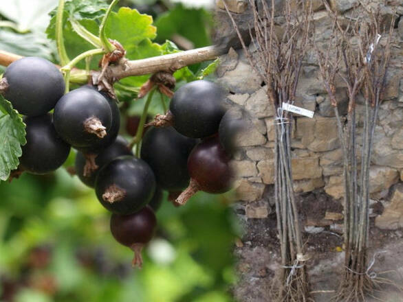  Porzeczka Pienna  Czarna 'Ribes nigrum' Ben Lemond Z Donicy - zdjęcie główne
