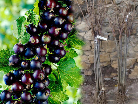  Porzeczka Pienna  Czarna 'Ribes nigrum' Titania Z Donicy - zdjęcie główne