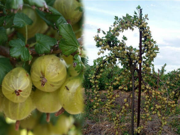Agrest Pienny Zielony 'Ribes uva- crispa' Hinomakirot Z Donicy - zdjęcie główne