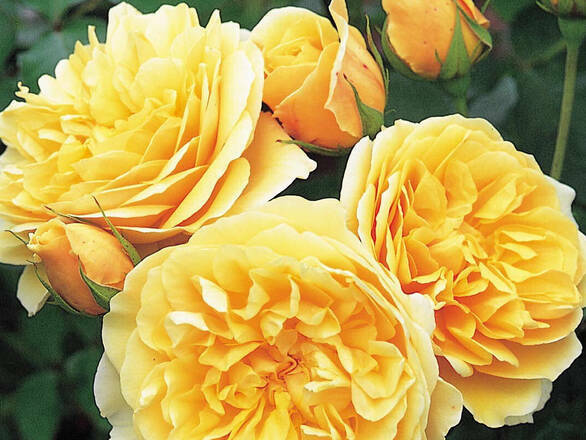  Róża Rabatowa 'Rosa multiflora' Żółta Z Donicy - zdjęcie główne