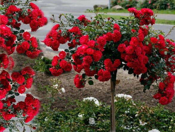  Róża Pienna 'Rosa' Czerwona Zwisająca  Z Donicy - zdjęcie główne