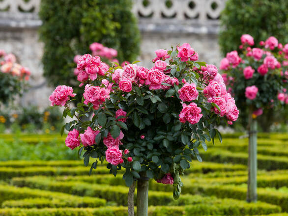  Róża Pienna 'Rosa' Różowa Angielska  Z Donicy - zdjęcie główne