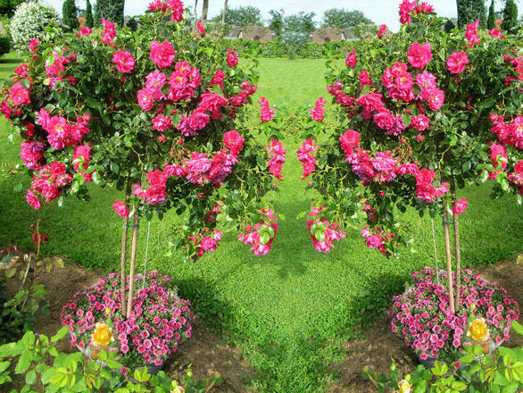  Róża Pienna 'Rosa' Różowa Zwisająca  Z Donicy - zdjęcie główne