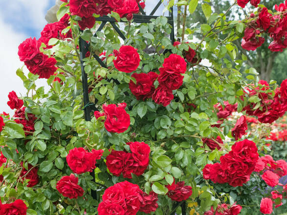  Róża Pnąca 'Rosa arvensis'  Blaze Superior Z Donicy - zdjęcie główne