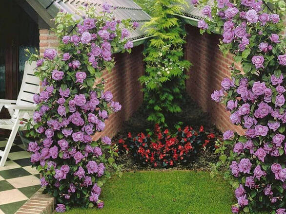  Róża Pnąca 'Rosa arvensis'  Niebieska Z Donicy - zdjęcie główne