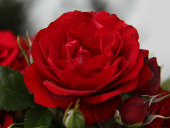  Róża Wielkokwiatowa 'Rosa' Czerwona Ciemna Z Donicy - zdjęcie główne