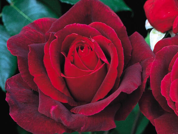  Róża Wielkokwiatowa 'Rosa' Mr. Lincoln  Z Donicy - zdjęcie główne
