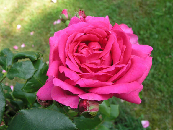  Róża Wielkokwiatowa 'Rosa'  Criterion Z Donicy - zdjęcie główne