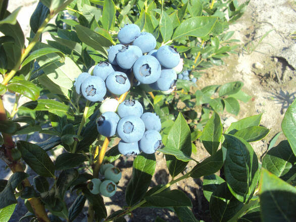  Borówka Amerykańska 'Vaccinium corymbosum' Bonifacy Sadzonka XXL - zdjęcie główne