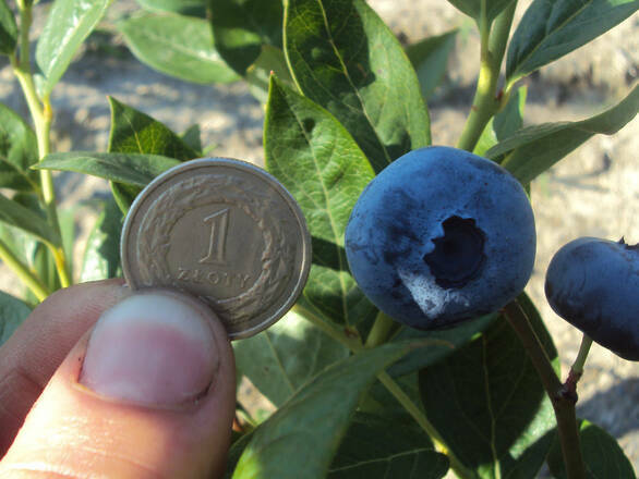  Borówka Amerykańska 'Vaccinium corymbosum' Chandller Sadzonka XXL - zdjęcie główne
