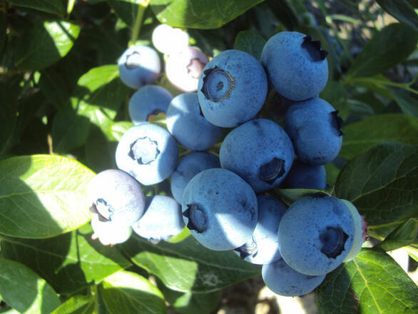  Borówka Amerykańska 'Vaccinium corymbosum' Eliot Sadzonka XXL - zdjęcie główne